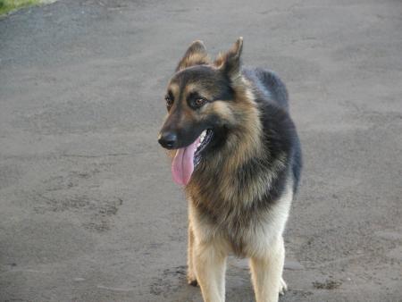 benji