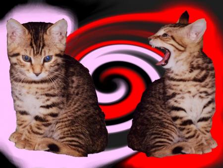 chat